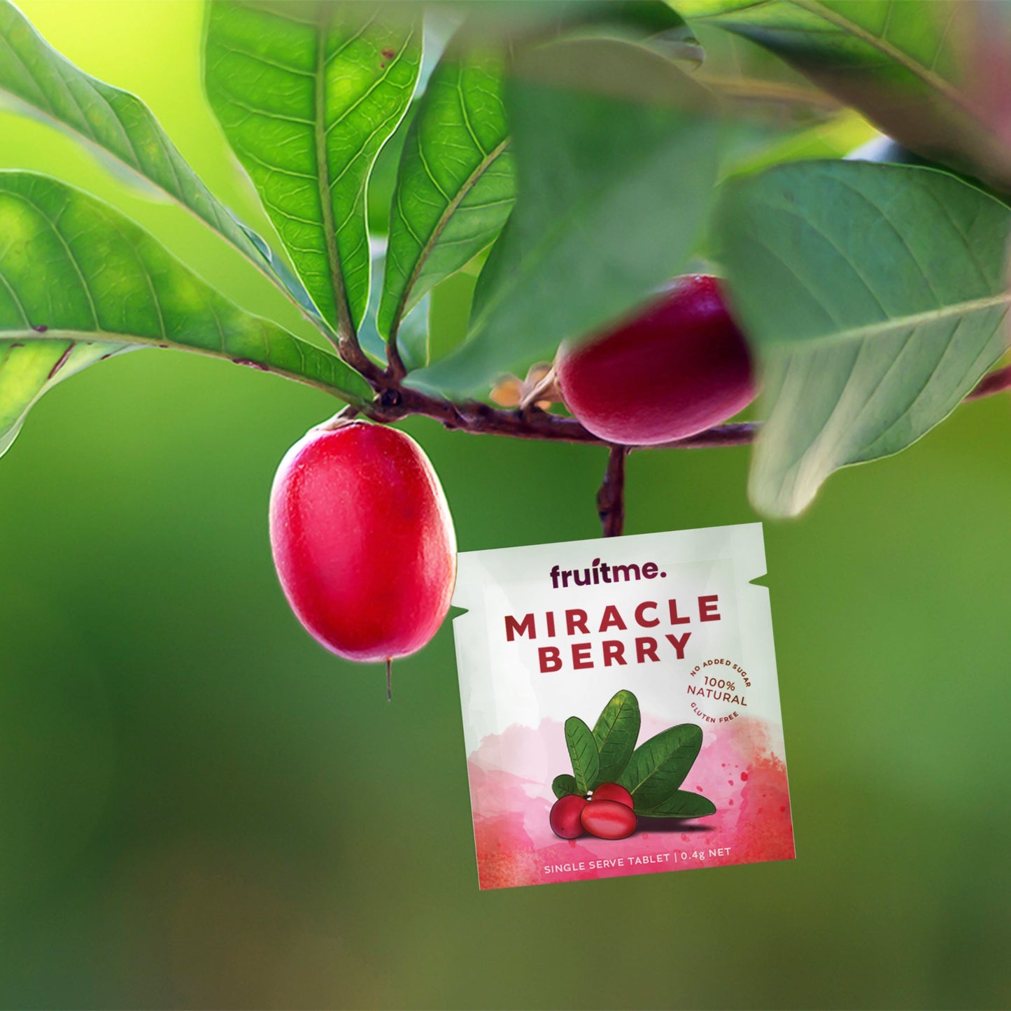 Miracle berry tree